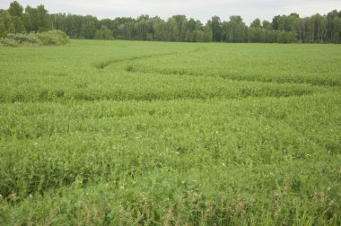 bezelye yaz alan tarım manzara grupta