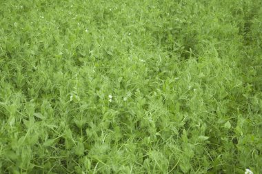 bezelye yaz alan tarım manzara grupta