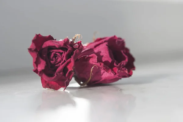 Rose rouge séchée sur fond blanc — Photo