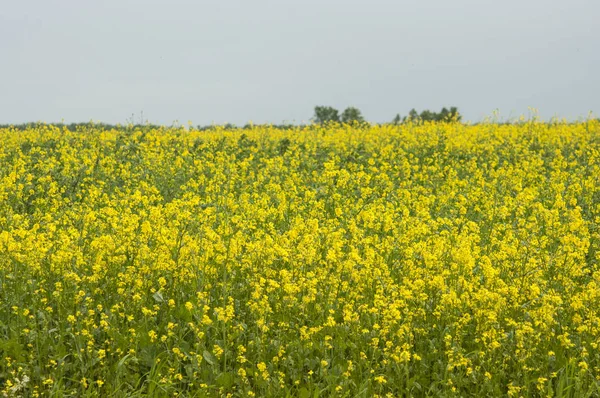 Fiori di olio nel campo di colza con cielo blu e nuvole — Foto Stock