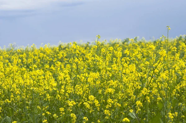 Fiori di olio nel campo di colza con cielo blu e nuvole — Foto Stock