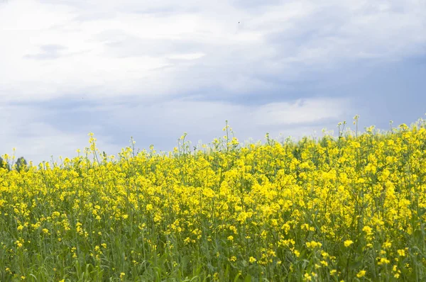 Fiori di olio nel campo di colza con cielo blu e nuvole — Foto Stock