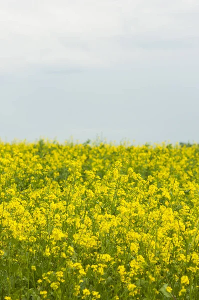 Fiori di olio nel campo di colza con cielo blu e nuvole — Foto Stock