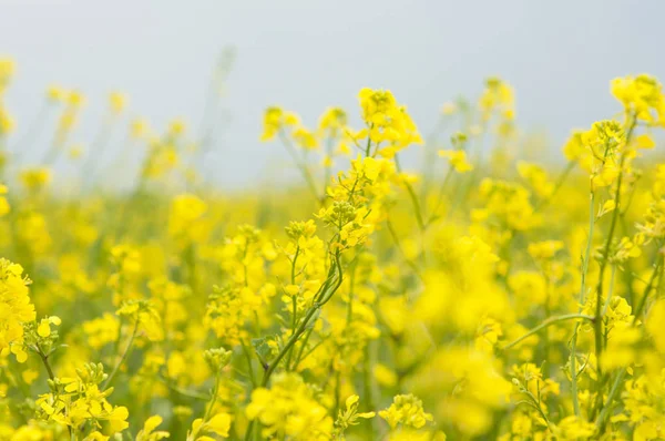 Flores de aceite en campo de colza con cielo azul y nubes — Foto de Stock