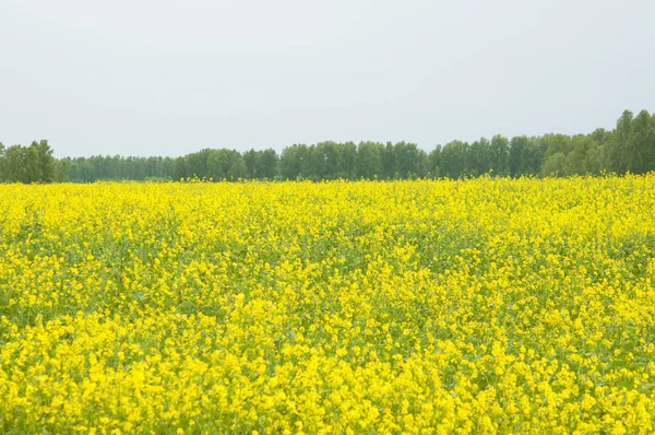 Fiori di olio nel campo di colza con cielo blu e nuvole — Foto Stock