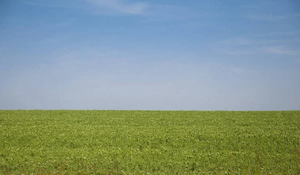 緑の野と雲の青空 — ストック写真