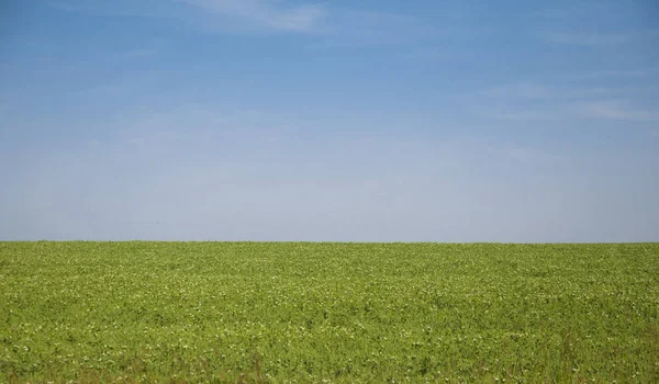 Campo verde e céu azul com nuvens — Fotografia de Stock