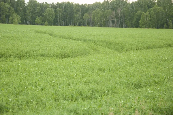 Guisante campo de verano agricultura paisaje en granja — Foto de Stock