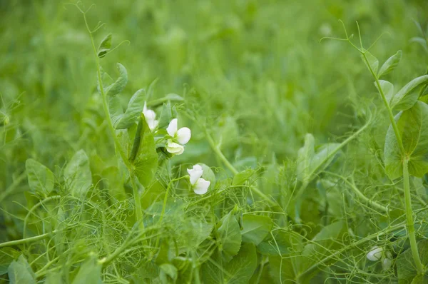 Hrášek v létě pole zemědělství krajina v serverové farmě — Stock fotografie