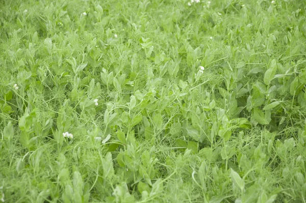 Pea sommaren fältet jordbruk landskap i gård — Stockfoto