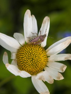 alan dar derinliği ile bahçede papatya çiçeği böcek