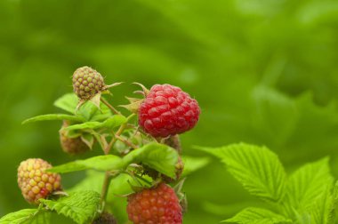 Bahçedeki olgun ahududu dalına yakın.