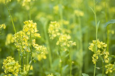 arı çiçeklenme sarı otu hardal çiçekler bal toplama
