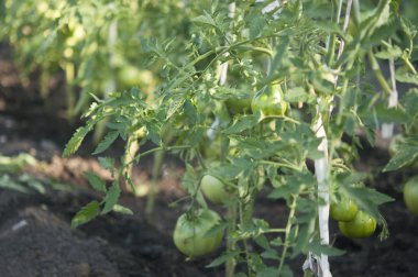  bir şube üzerinde yeşil domates. Üst görünüm.