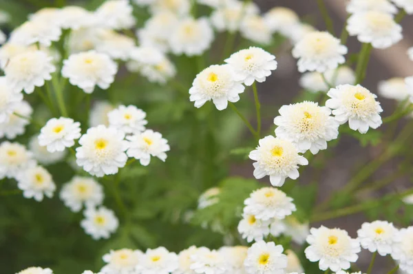 흰색 꽃의 매크로 사진. — 스톡 사진