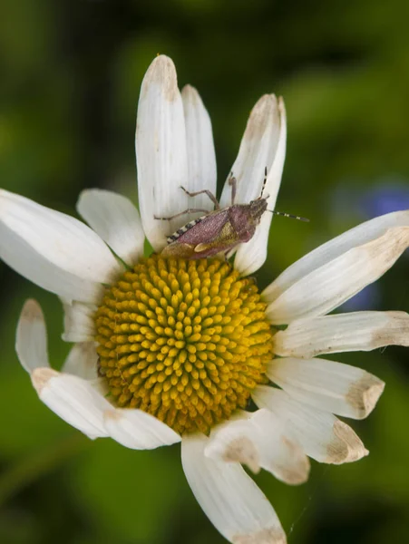 Bug på kamomill blomma i trädgården med smala skärpedjup — Stockfoto