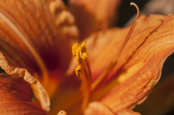 Close up de flor de lírio — Fotografia de Stock