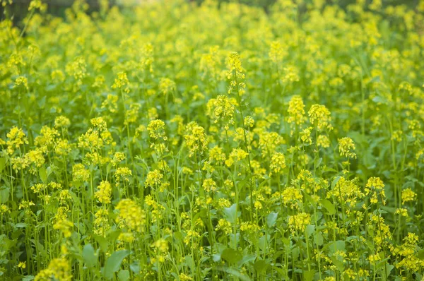 Abelha coletando mel de flores de mostarda em flor fie amarelo — Fotografia de Stock