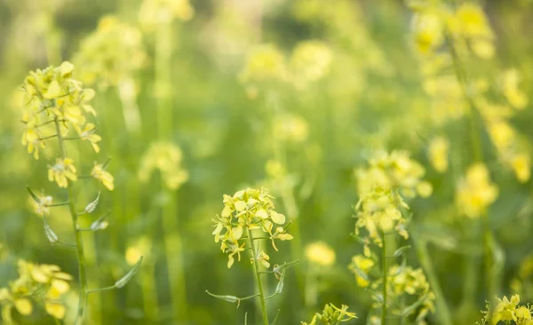 Abeja recogiendo miel de flores de mostaza en flor fie amarillo — Foto de Stock