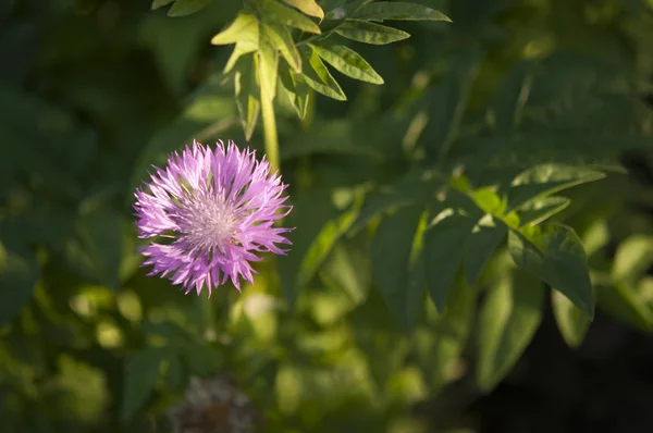 Purple cornflowers grow in the garden, macro — Stock Photo, Image