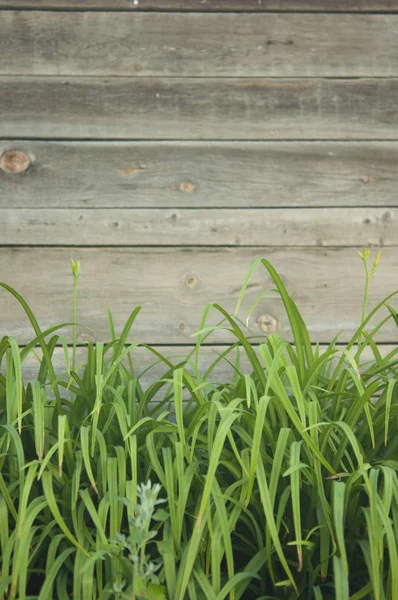 Herbe verte sur fond de clôture en bois — Photo