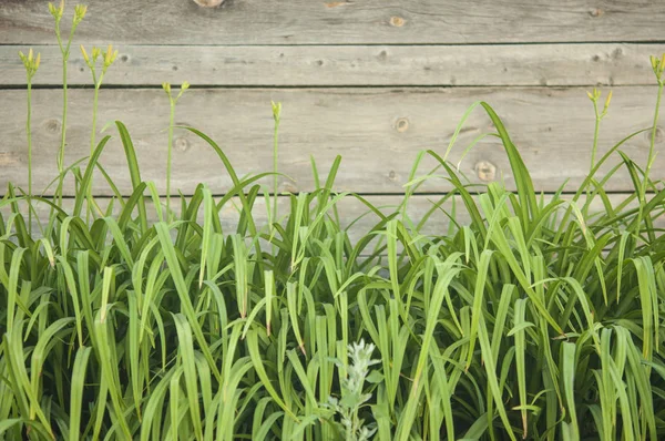 Green grass over wood fence background — Stock Photo, Image