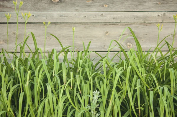 Herbe verte sur fond de clôture en bois — Photo