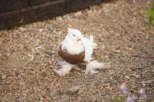 Belo jovem pombo doméstico pássaro na terra da grama — Fotografia de Stock