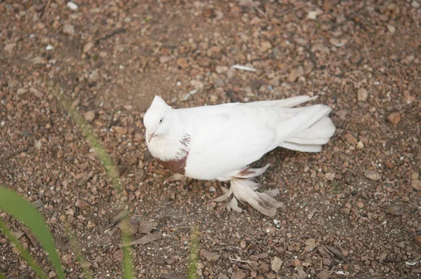 Belo jovem pombo doméstico pássaro na terra da grama — Fotografia de Stock