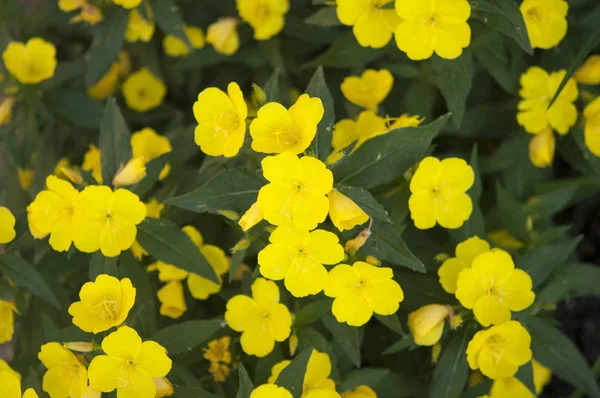 Belle fleur dans un jardin — Photo