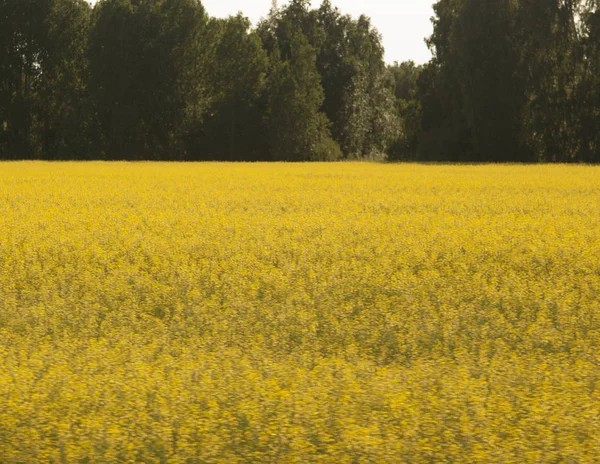 Il colore di sfondo della senape . — Foto Stock