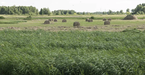 Heuballen auf dem Feld an einem heißen Sommertag gegen den blauen Himmel — Stockfoto