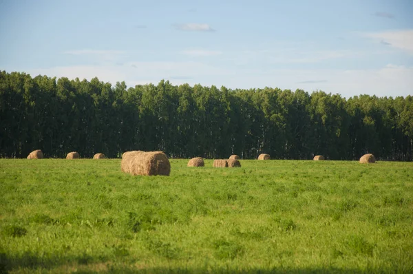 Hay bale in field on a hot summer day against the blue sky — Stock Photo, Image