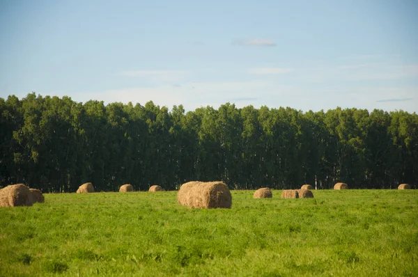 Hay bale in field on a hot summer day against the blue sky — Stock Photo, Image