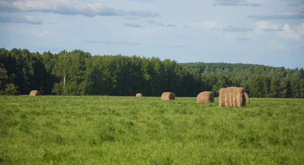 Hay bale in field on a hot summer day against the blue sky — Stock Photo, Image