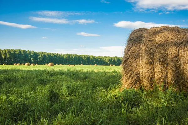 Hay bale in field on a hot summer day against the blue sky — Stock Photo, Image