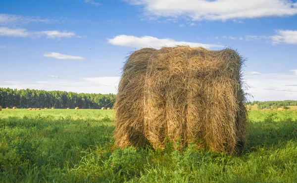 Hay bale in field on a hot summer day against the blue sky — Stock Photo, Image