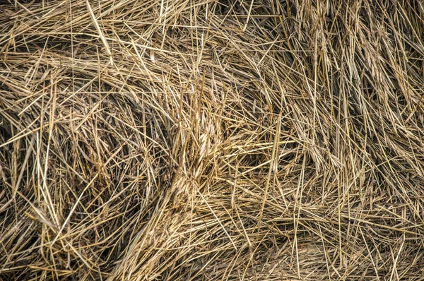 Primer plano del rollo de heno en un campo agrícola . —  Fotos de Stock