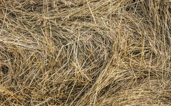 Primo piano del rotolo di fieno in un settore agricolo . — Foto Stock