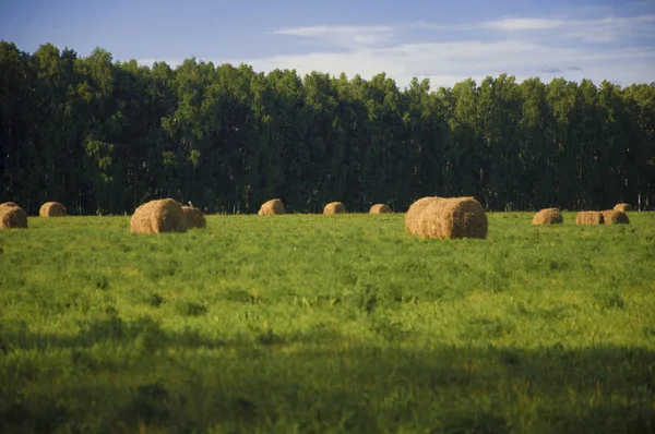 Hay bale in field on a hot summer day against the blue sky — Stock Photo, Image