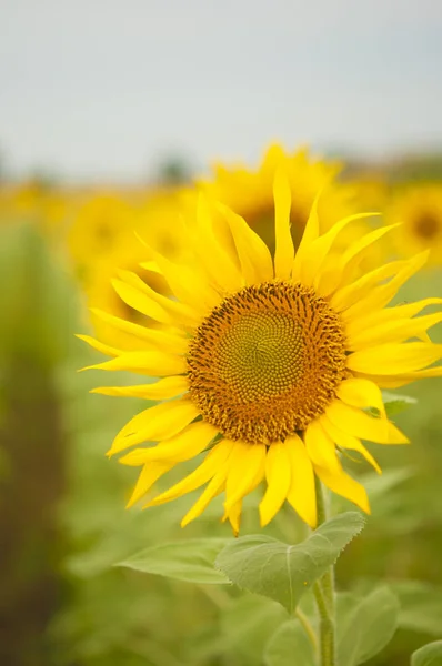 Žluté slunečnice. Pole slunečnic, venkovská krajina. — Stock fotografie