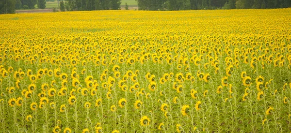 Girasoli gialli. Campo di girasoli, paesaggio rurale. — Foto Stock