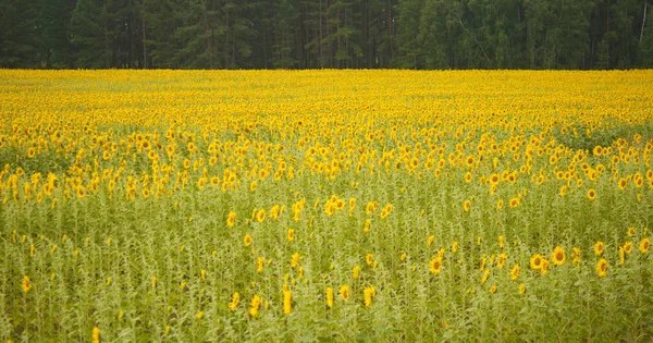 Girasoli gialli. Campo di girasoli, paesaggio rurale. — Foto Stock