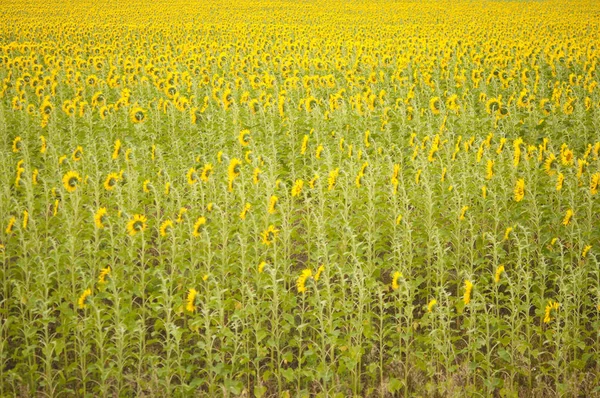 Girasoli gialli. Campo di girasoli, paesaggio rurale. — Foto Stock