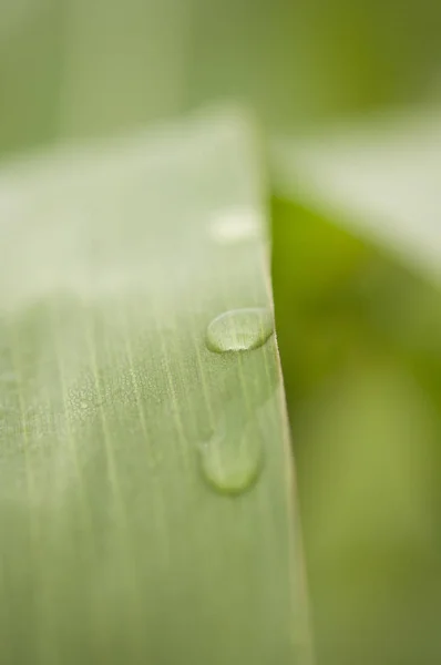 Frisse groene gras met dauw druppels dicht omhoog. — Stockfoto