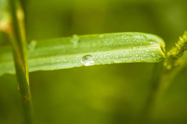Φρέσκο πράσινο χορτάρι με δροσιά πέφτει κοντά επάνω. — Φωτογραφία Αρχείου