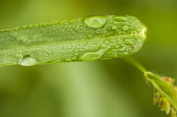 Grama verde fresca com gotas de orvalho fechar . — Fotografia de Stock