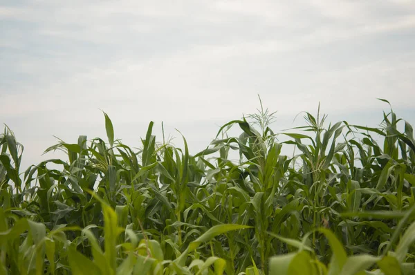 Mais auf Ackerland, Maisfeld angebaut — Stockfoto