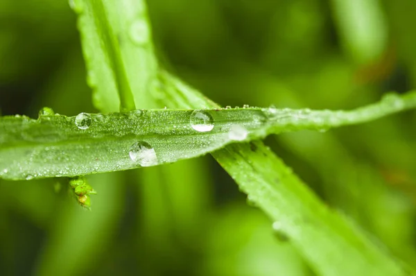 Grama verde fresca com gotas de orvalho fechar . — Fotografia de Stock