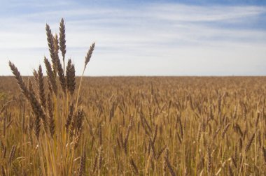 Mavi gökyüzüne karşı buğday tarlası